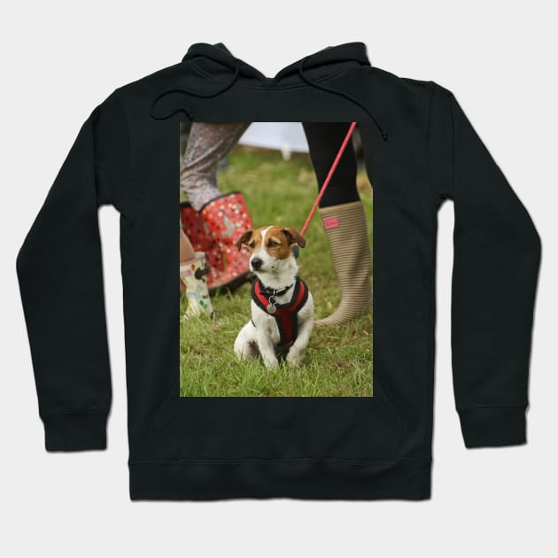 Jack Russell Terrier Hoodie by Furtographic